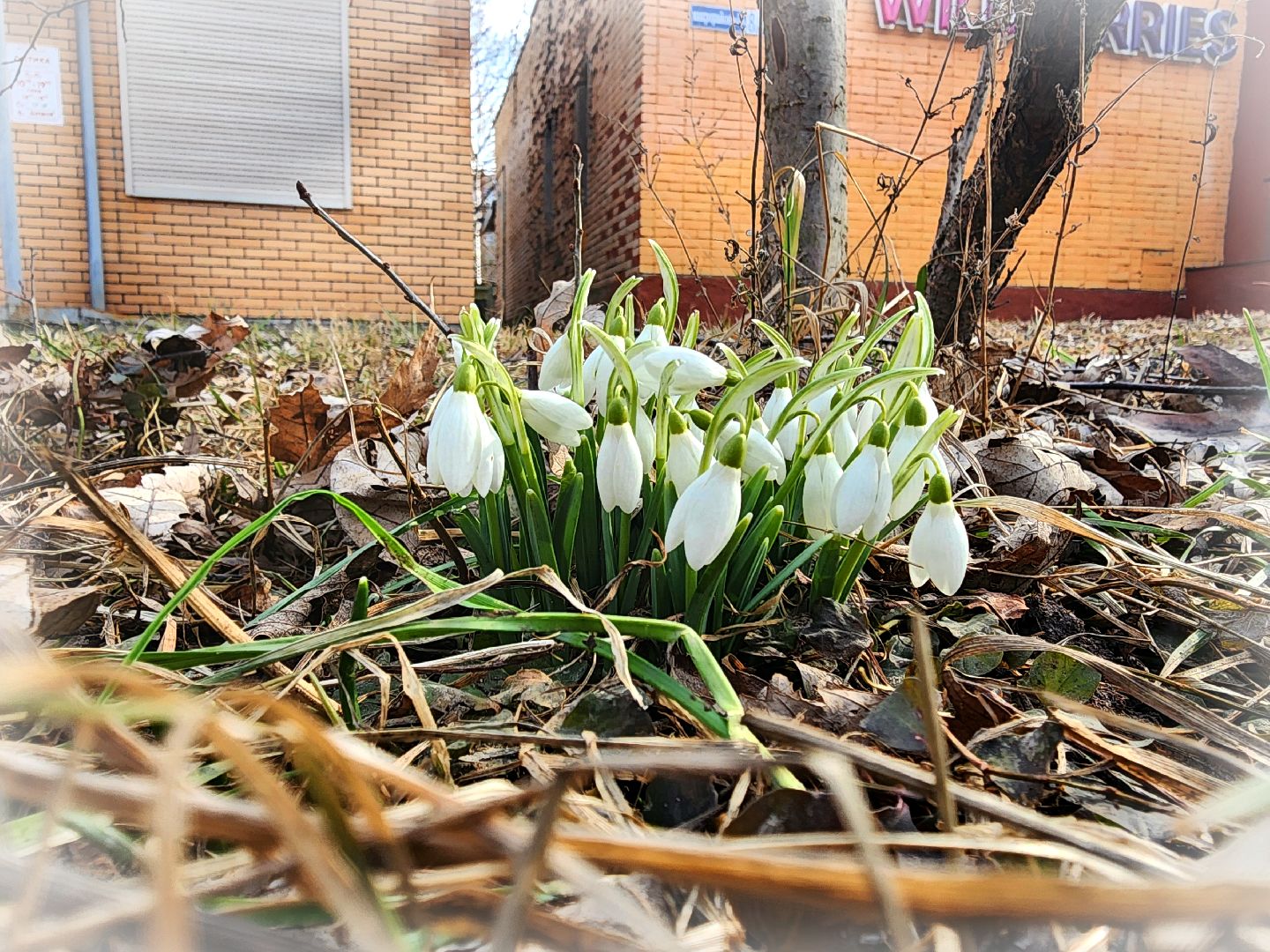 Пущино, серпухов, природа, весна, первоцветы,