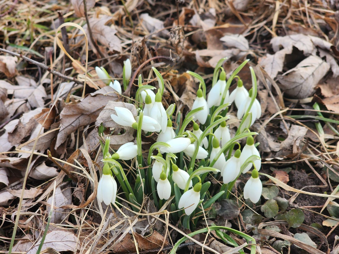Пущино, серпухов, природа, весна, первоцветы,