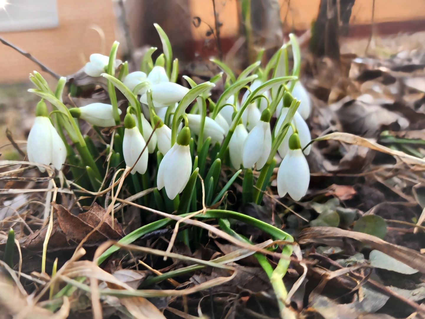 Пущино, серпухов, природа, весна, первоцветы,