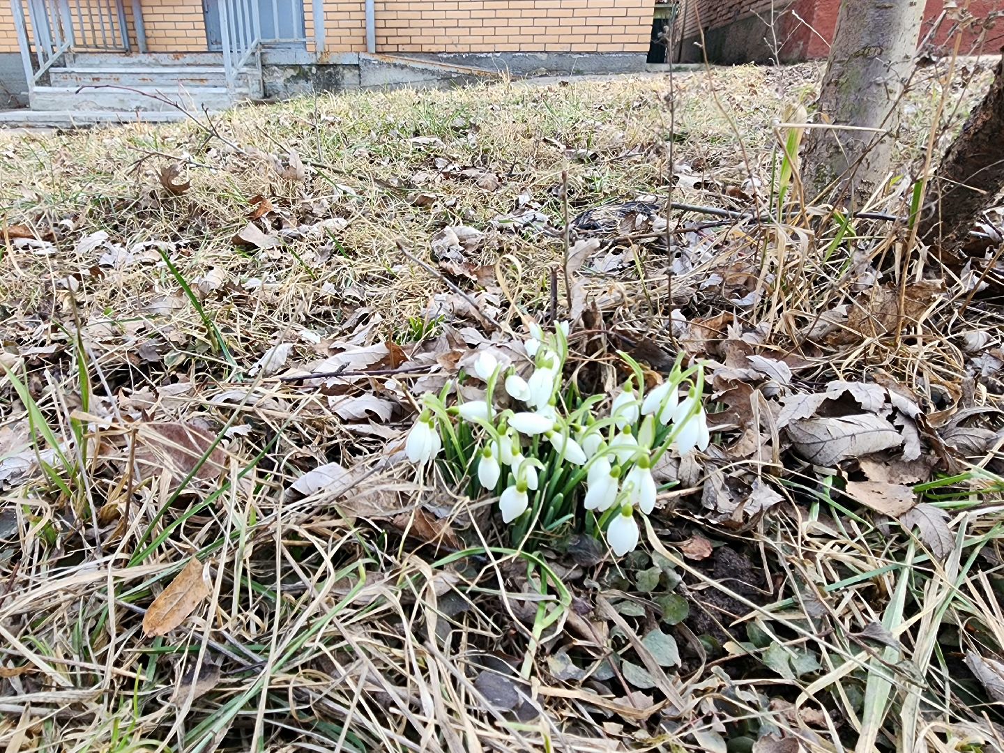 Пущино, серпухов, природа, весна, первоцветы,