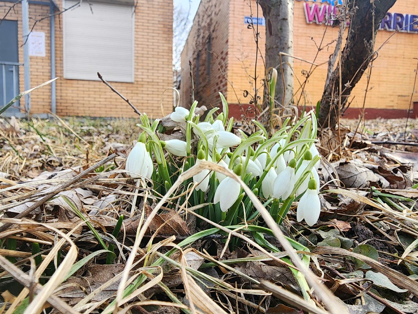 Пущино, серпухов, природа, весна, первоцветы,