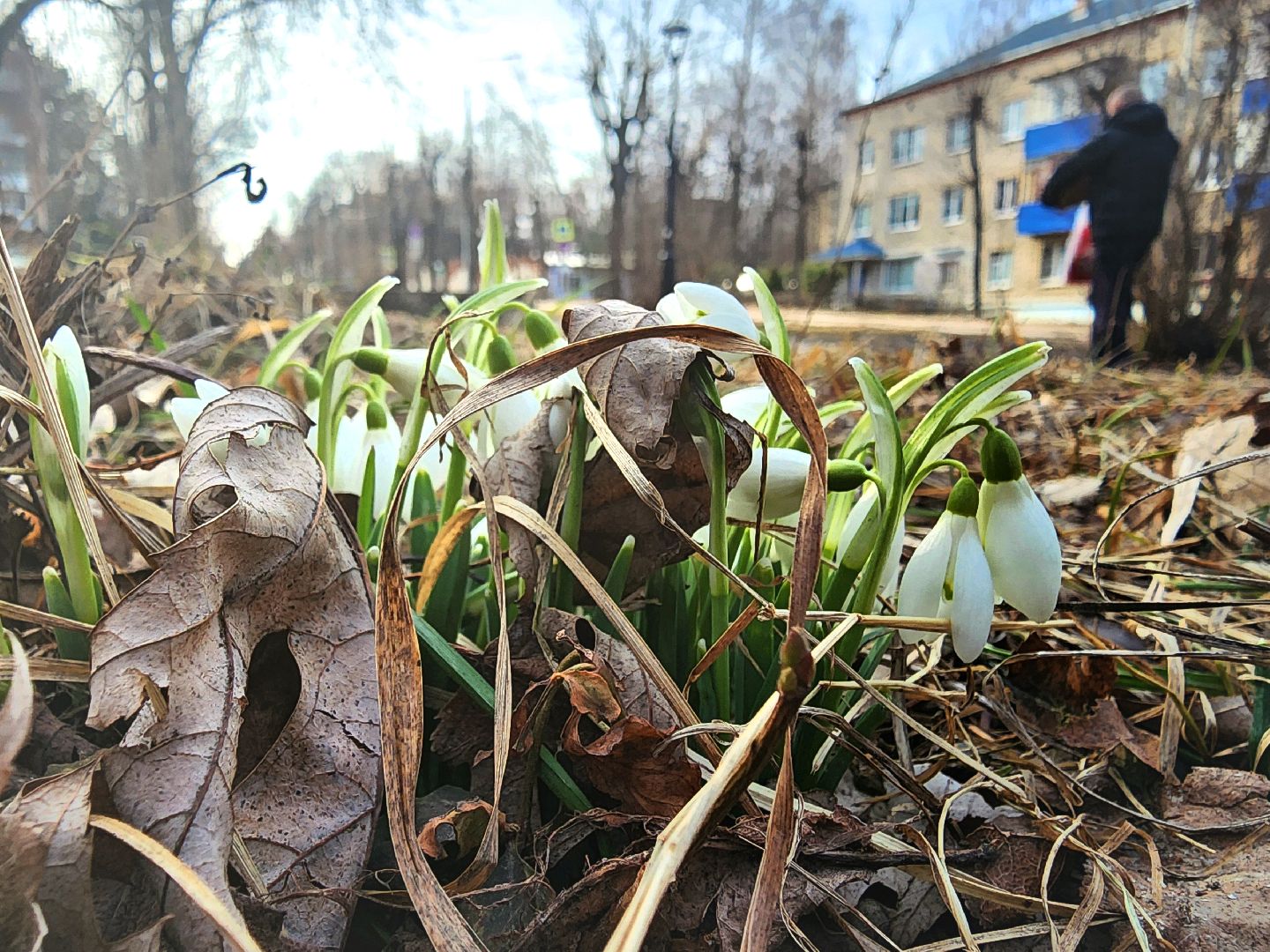 Пущино, серпухов, природа, весна, первоцветы,