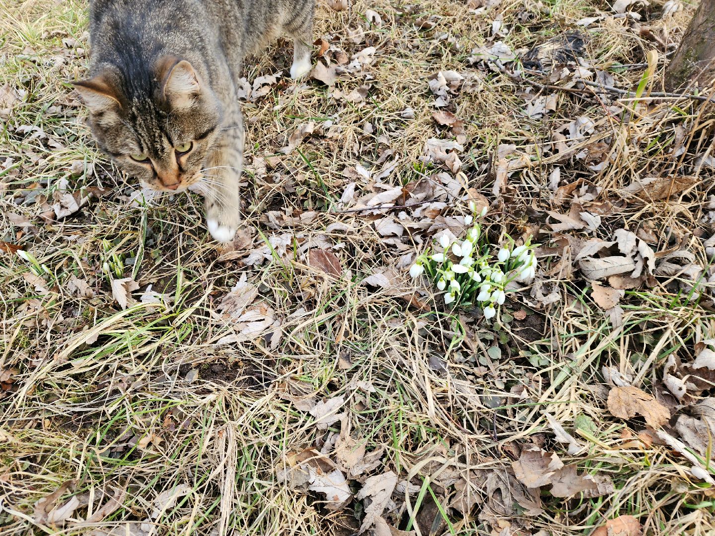 Пущино, серпухов, природа, весна, первоцветы,