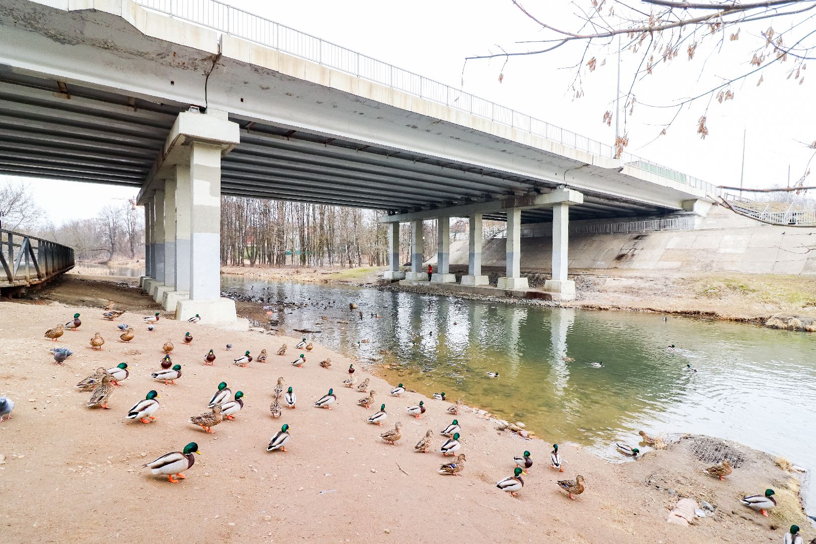 Клин, общество, экология, утки, природа,