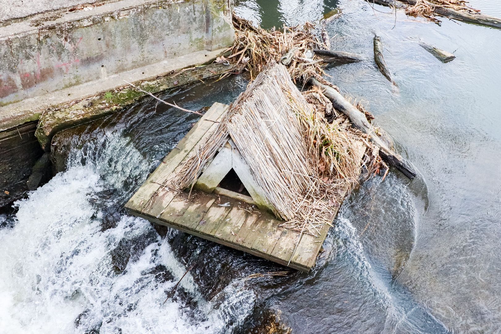 Клин, общество, экология, утки, природа,