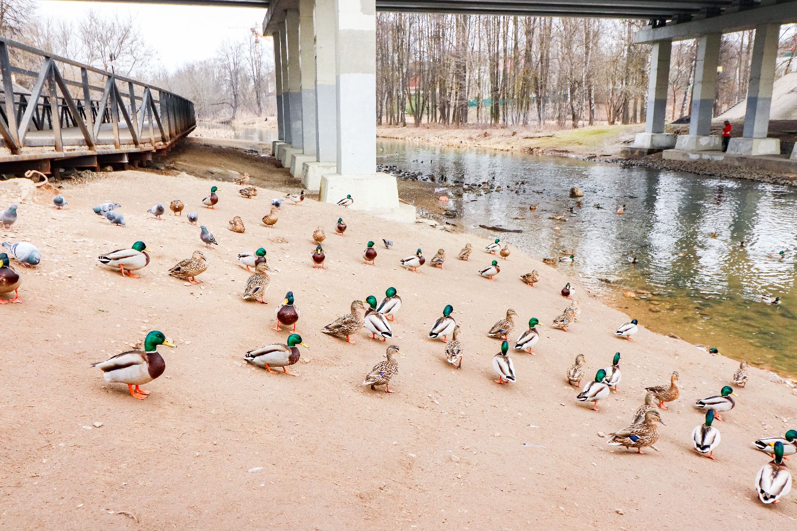 Клин, общество, экология, утки, природа,