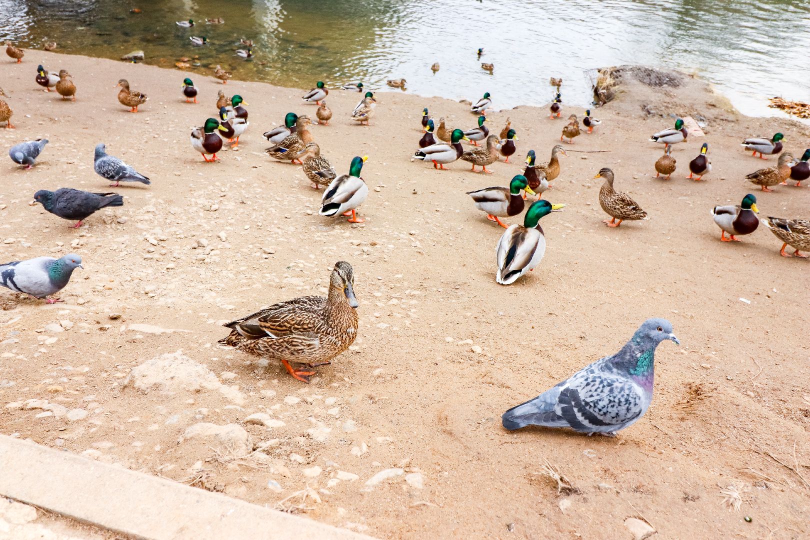 Клин, общество, экология, утки, природа,