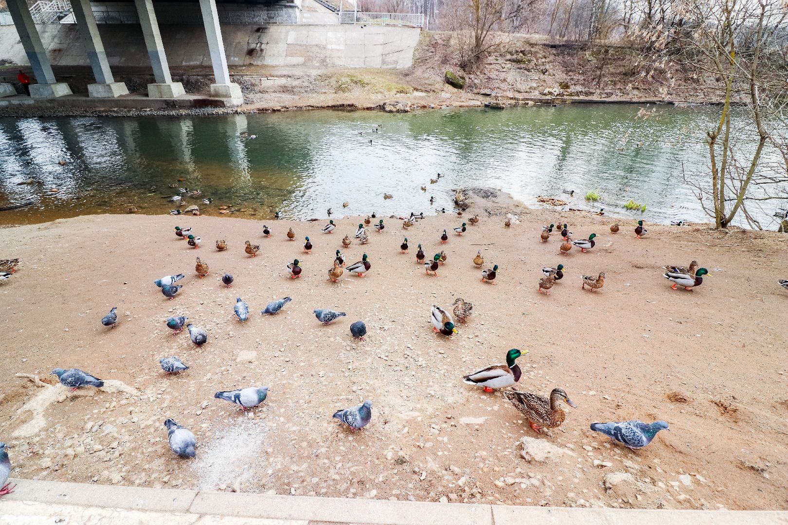 Клин, общество, экология, утки, природа,