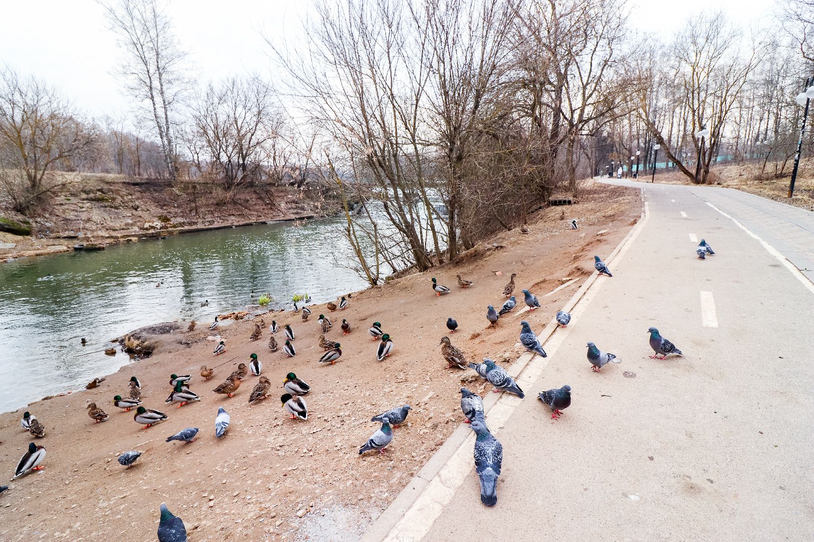 Клин, общество, экология, утки, природа,