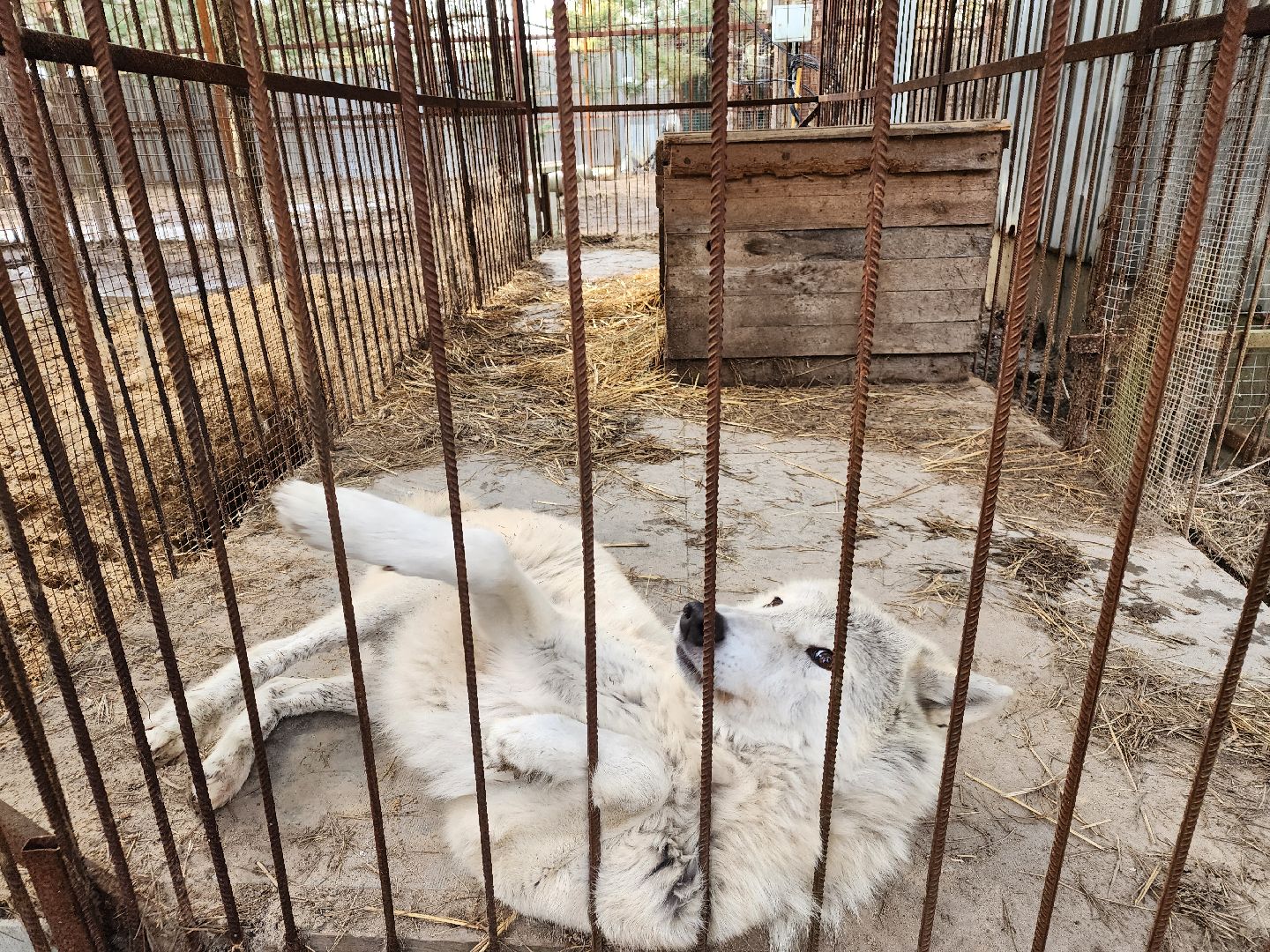 благотворительность, приют,