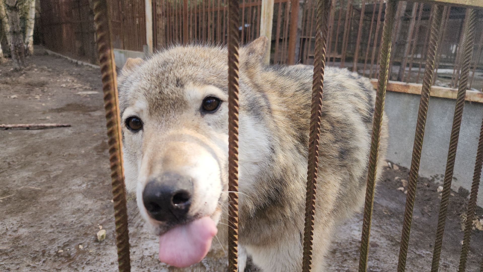благотворительность, приют,