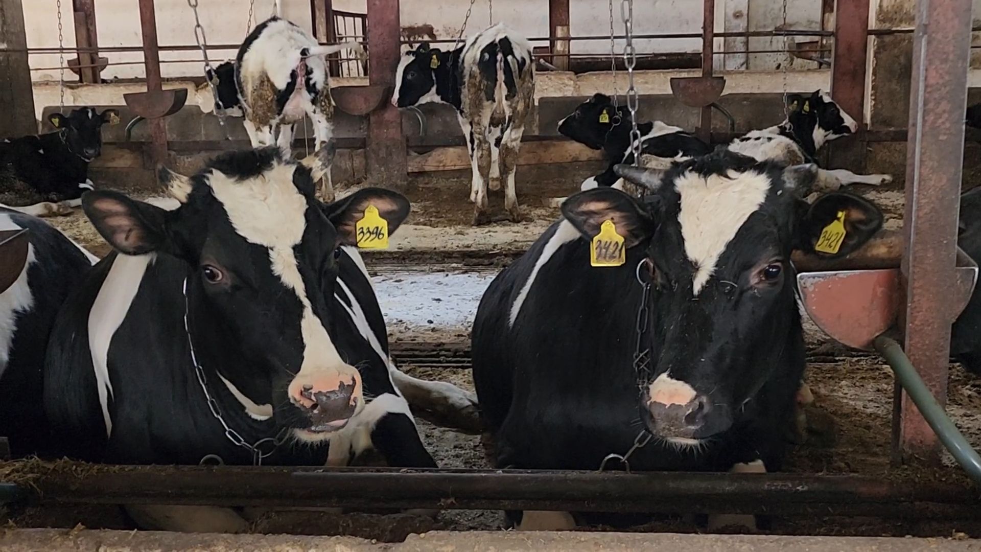 Бронницы, Сельхозпредприятие, Молоко, Коровы, Производство молока,