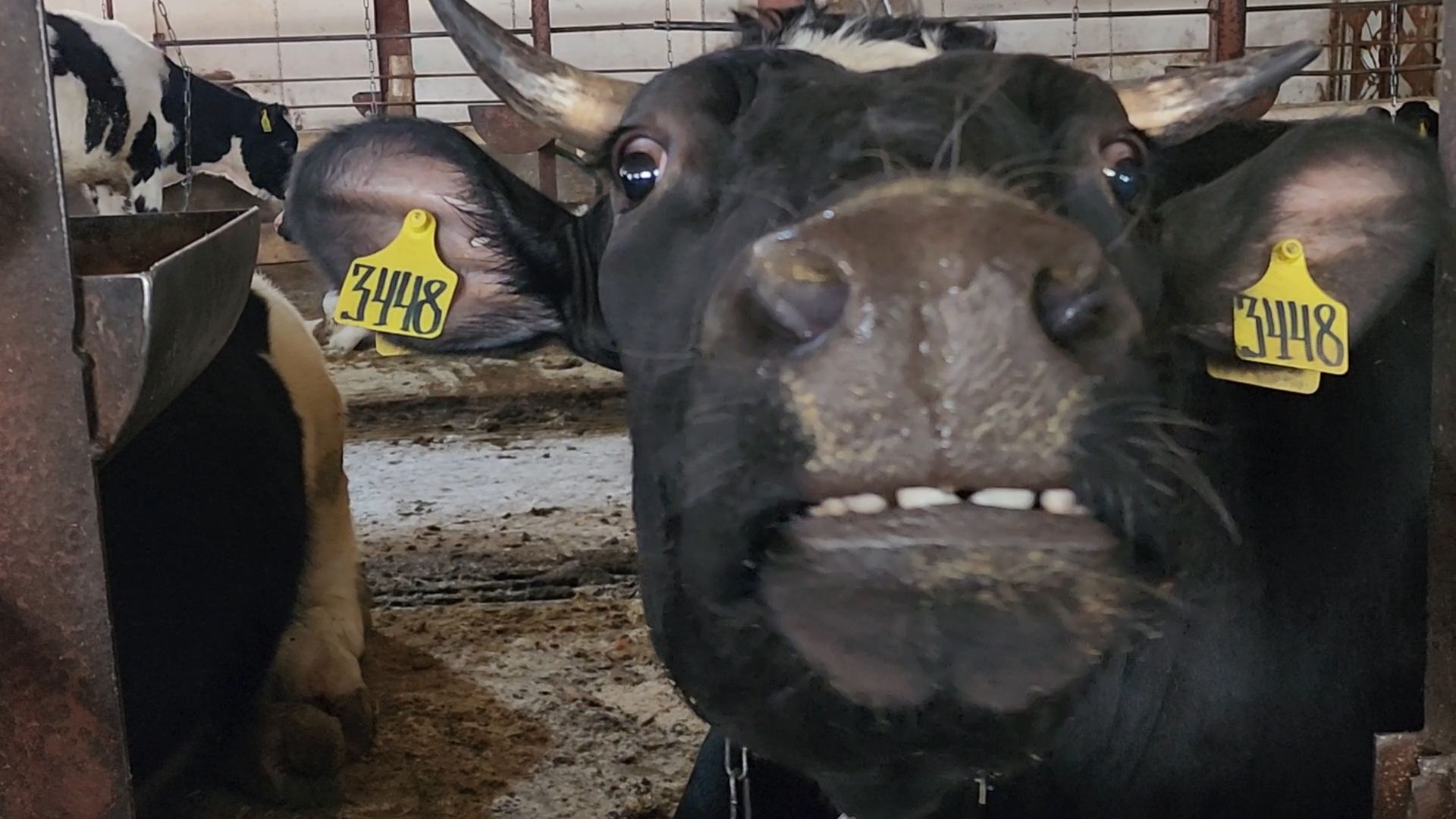 Бронницы, Сельхозпредприятие, Молоко, Коровы, Производство молока,