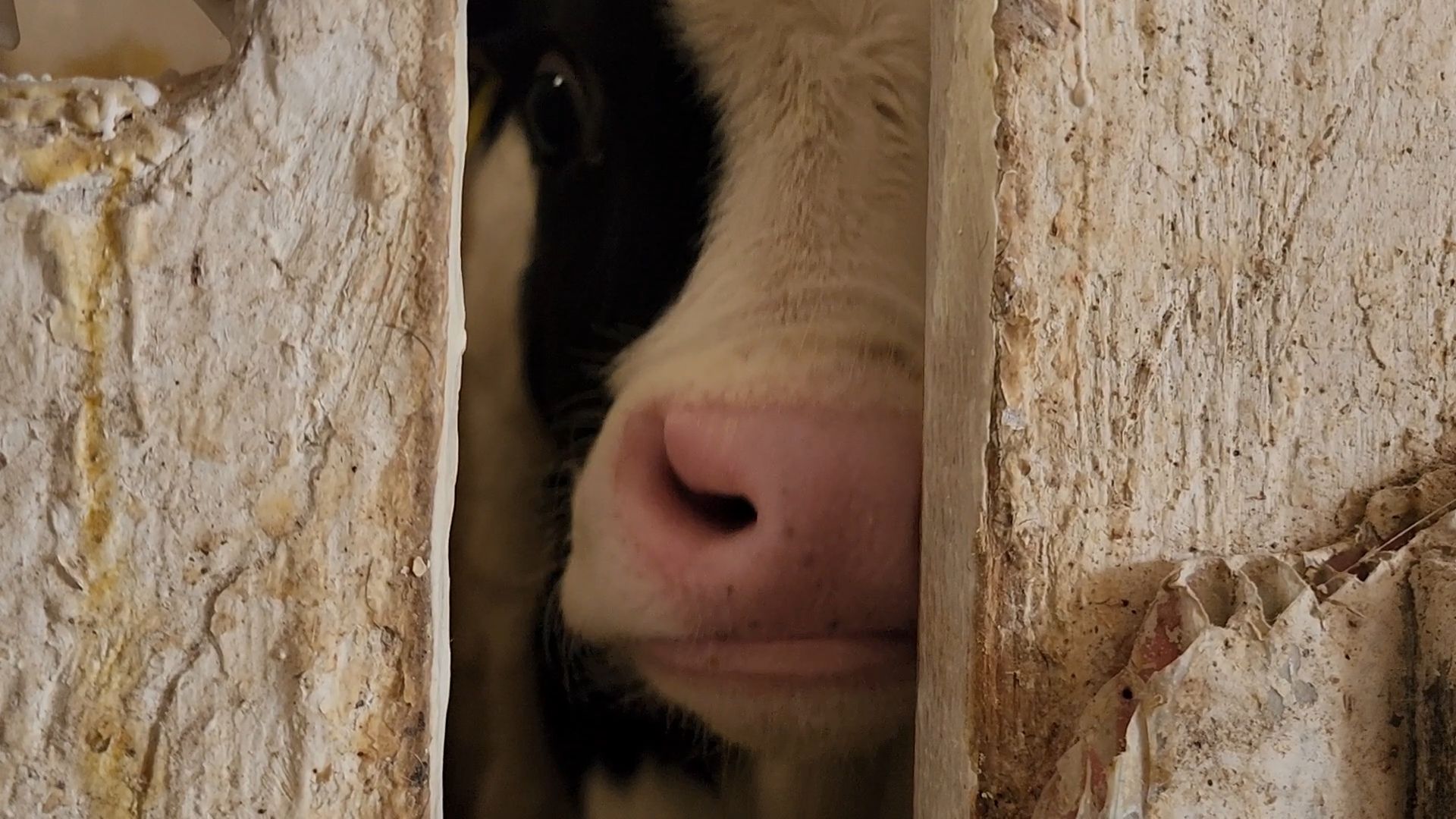 Бронницы, Сельхозпредприятие, Молоко, Коровы, Производство молока,