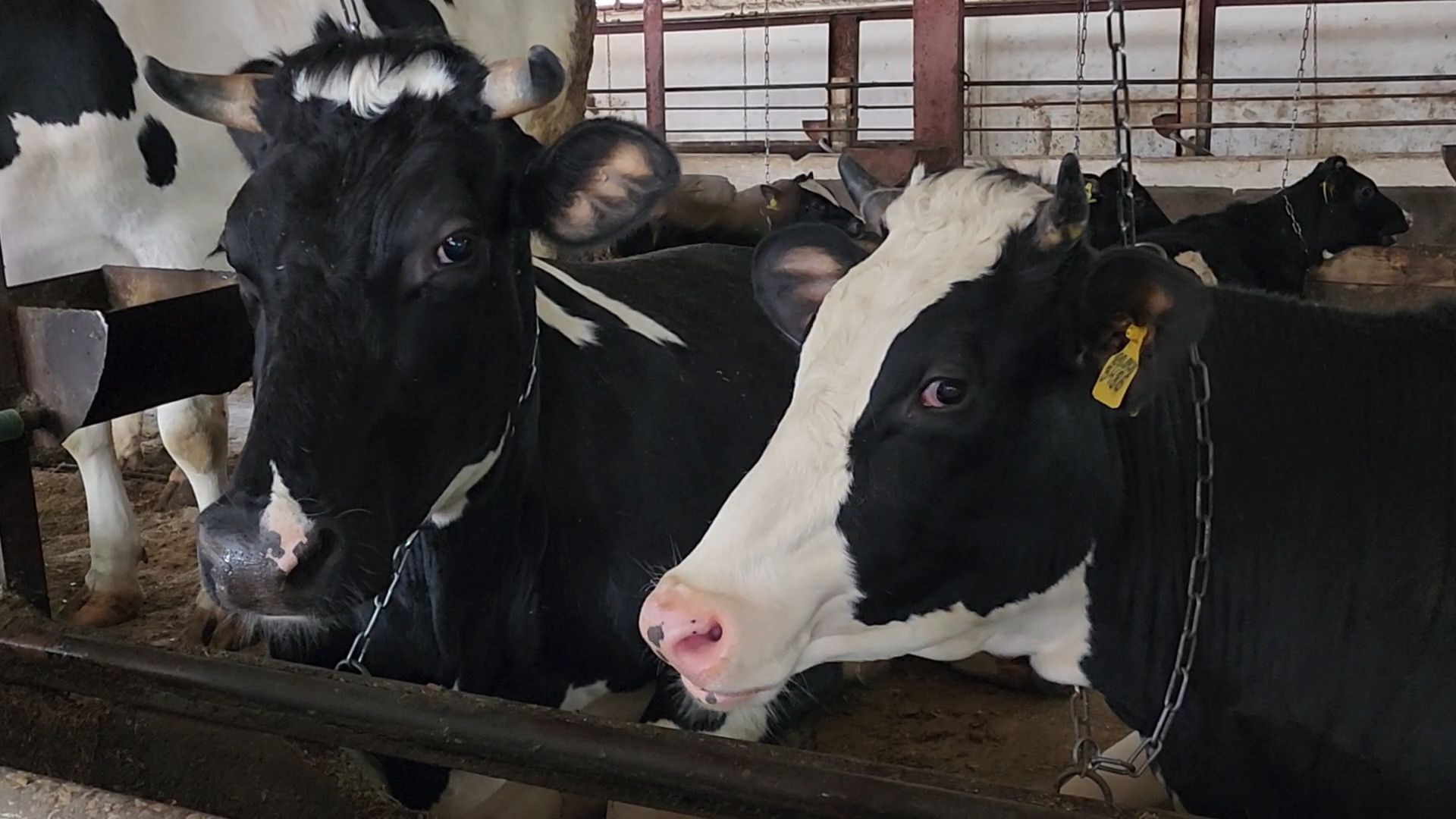 Бронницы, Сельхозпредприятие, Молоко, Коровы, Производство молока,