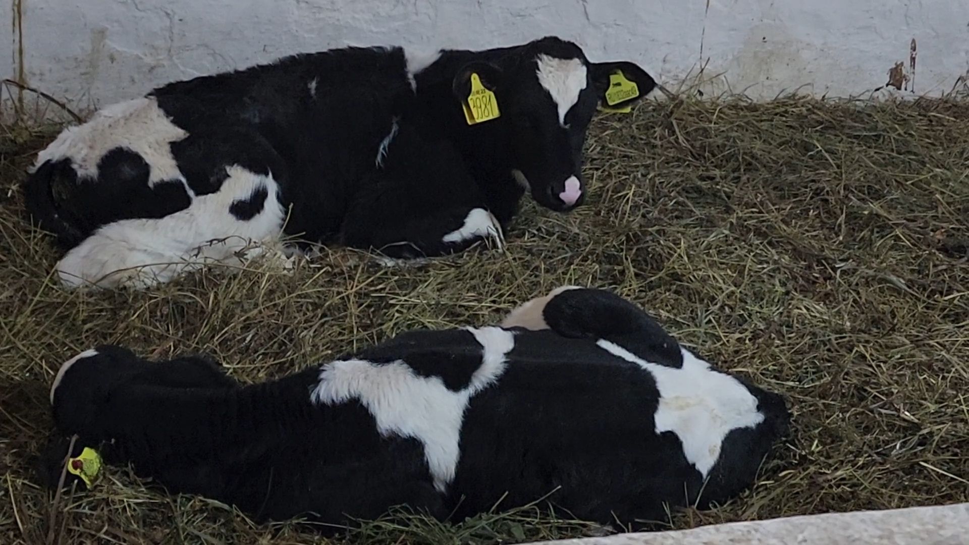 Бронницы, Сельхозпредприятие, Молоко, Коровы, Производство молока,