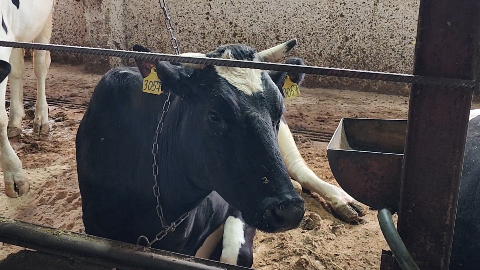 Бронницы, Сельхозпредприятие, Молоко, Коровы, Производство молока,