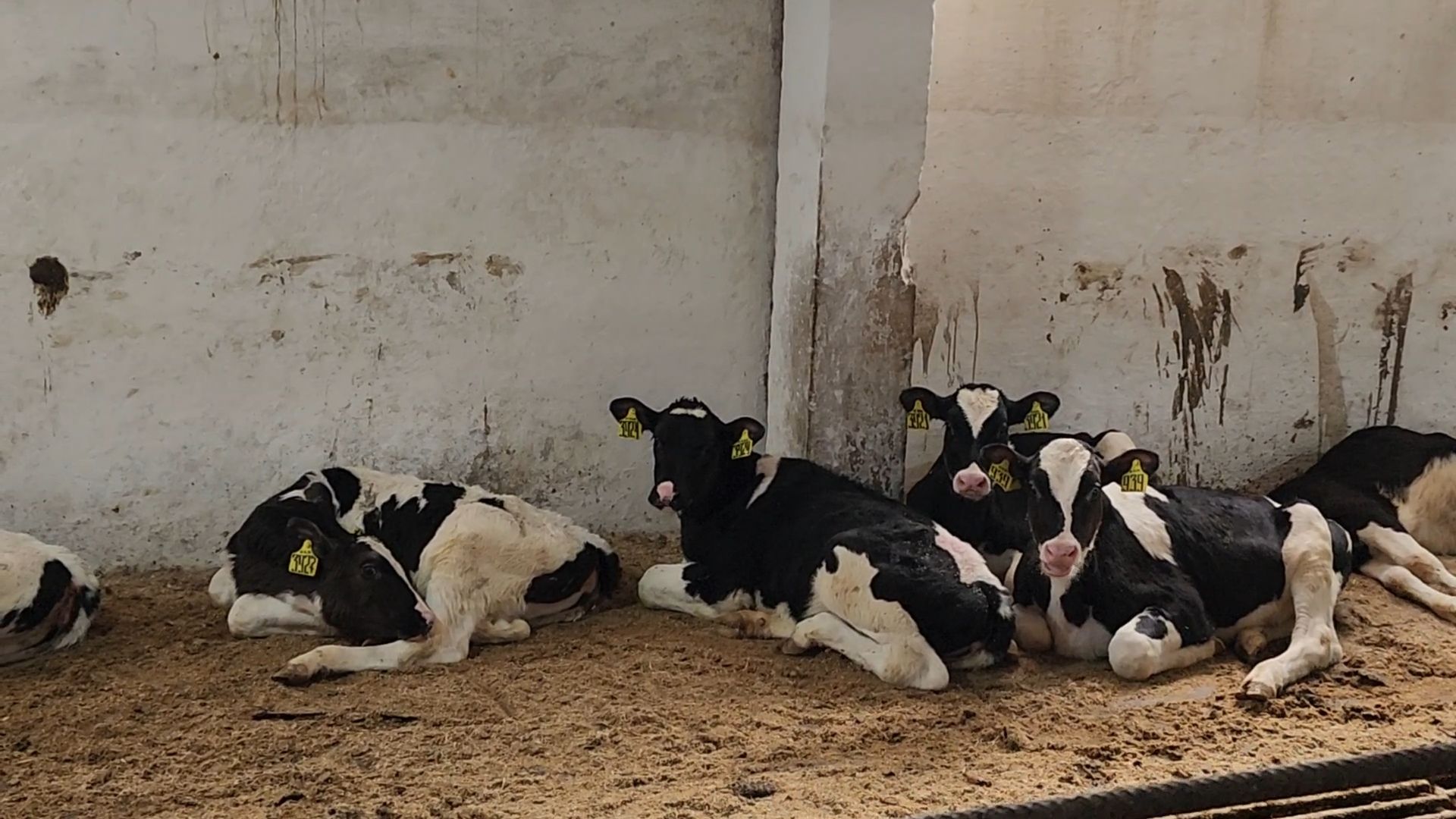 Бронницы, Сельхозпредприятие, Молоко, Коровы, Производство молока,