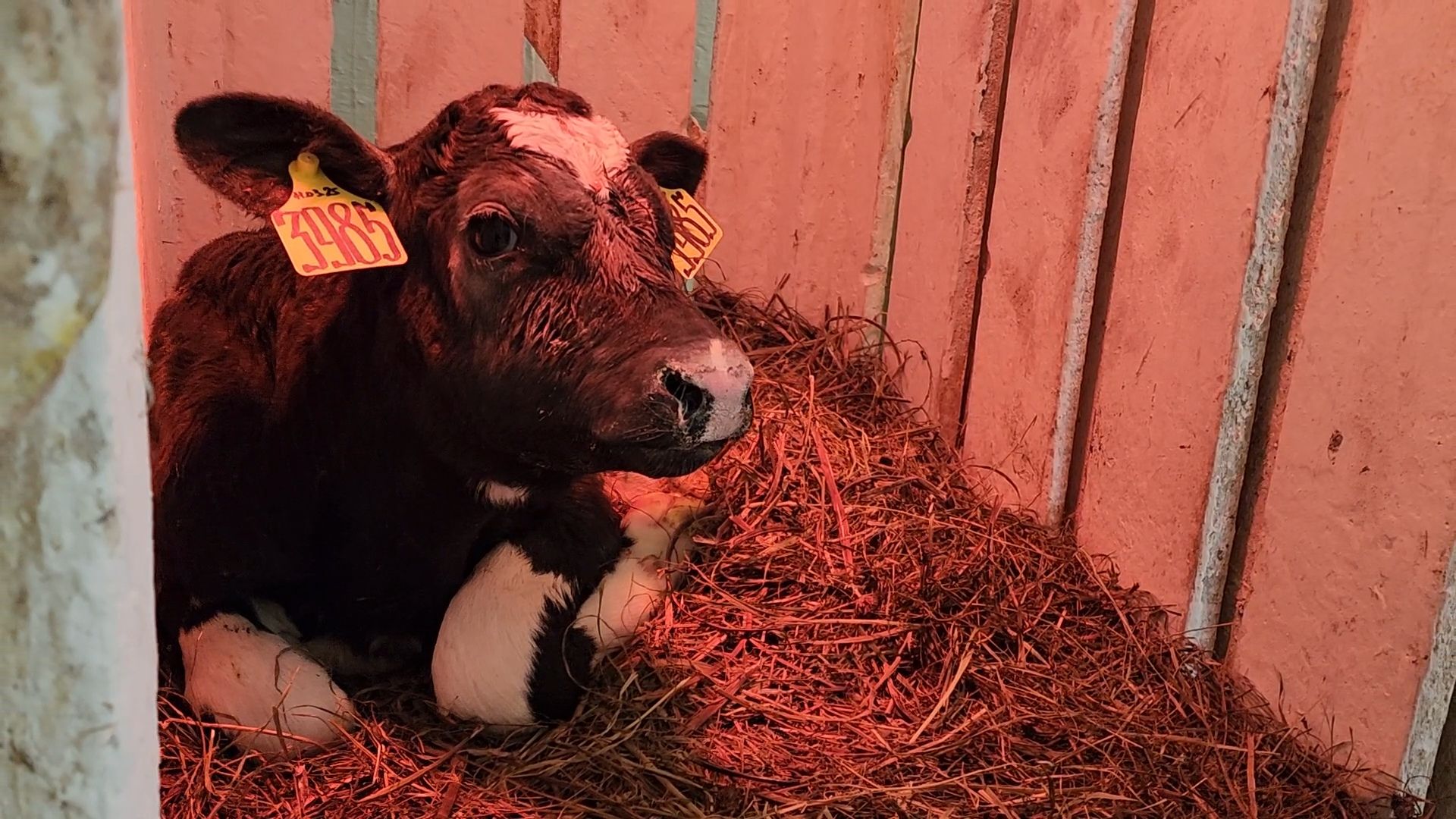 Бронницы, Сельхозпредприятие, Молоко, Коровы, Производство молока,