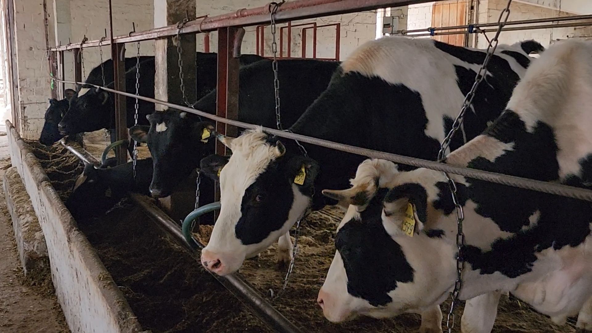 Бронницы, Производство молока, Коровье молоко,