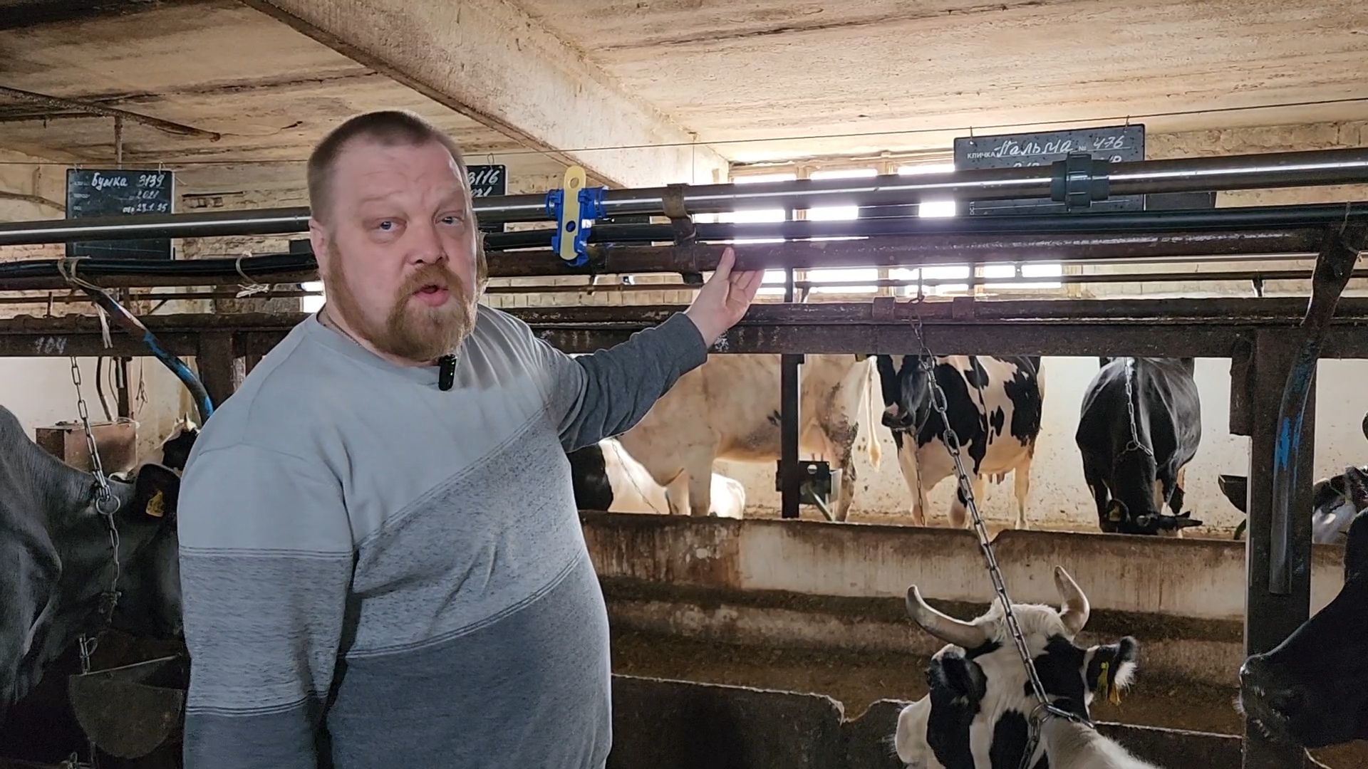 Бронницы, Производство молока, Коровье молоко,