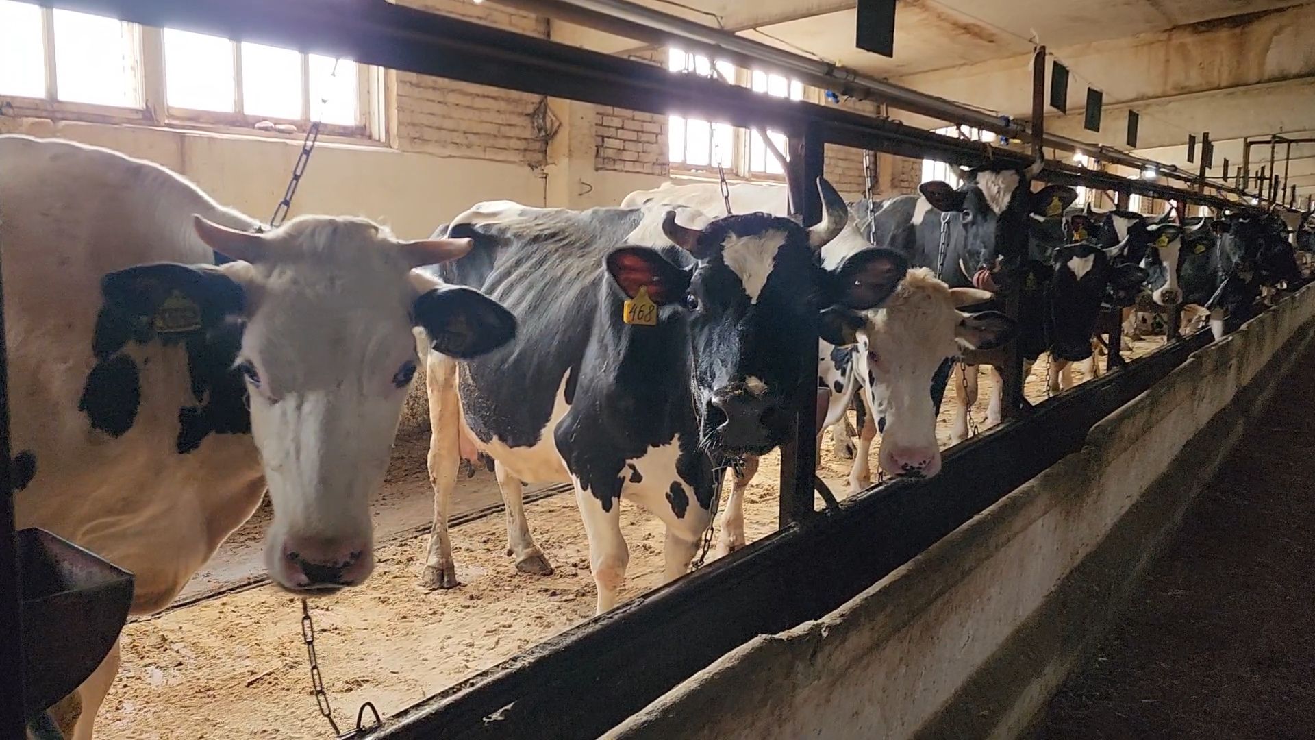 Бронницы, Производство молока, Коровье молоко,