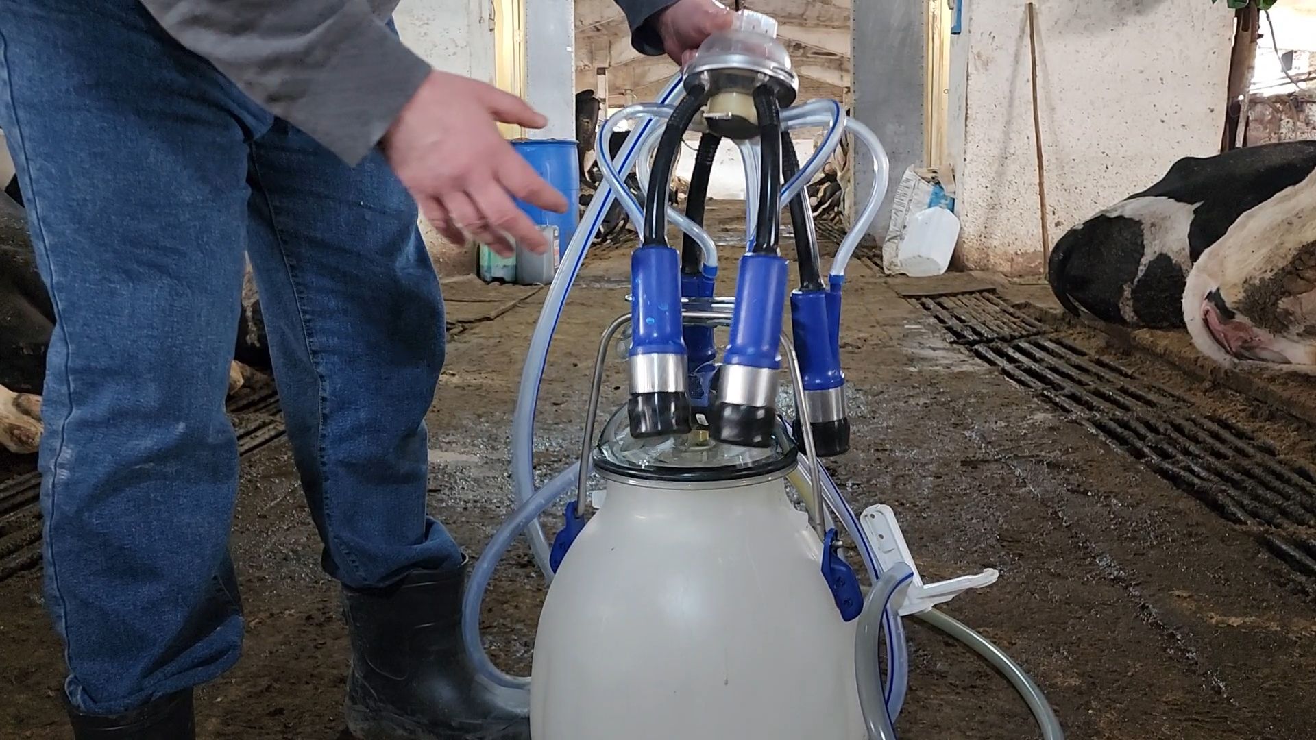 Бронницы, Производство молока, Коровье молоко,