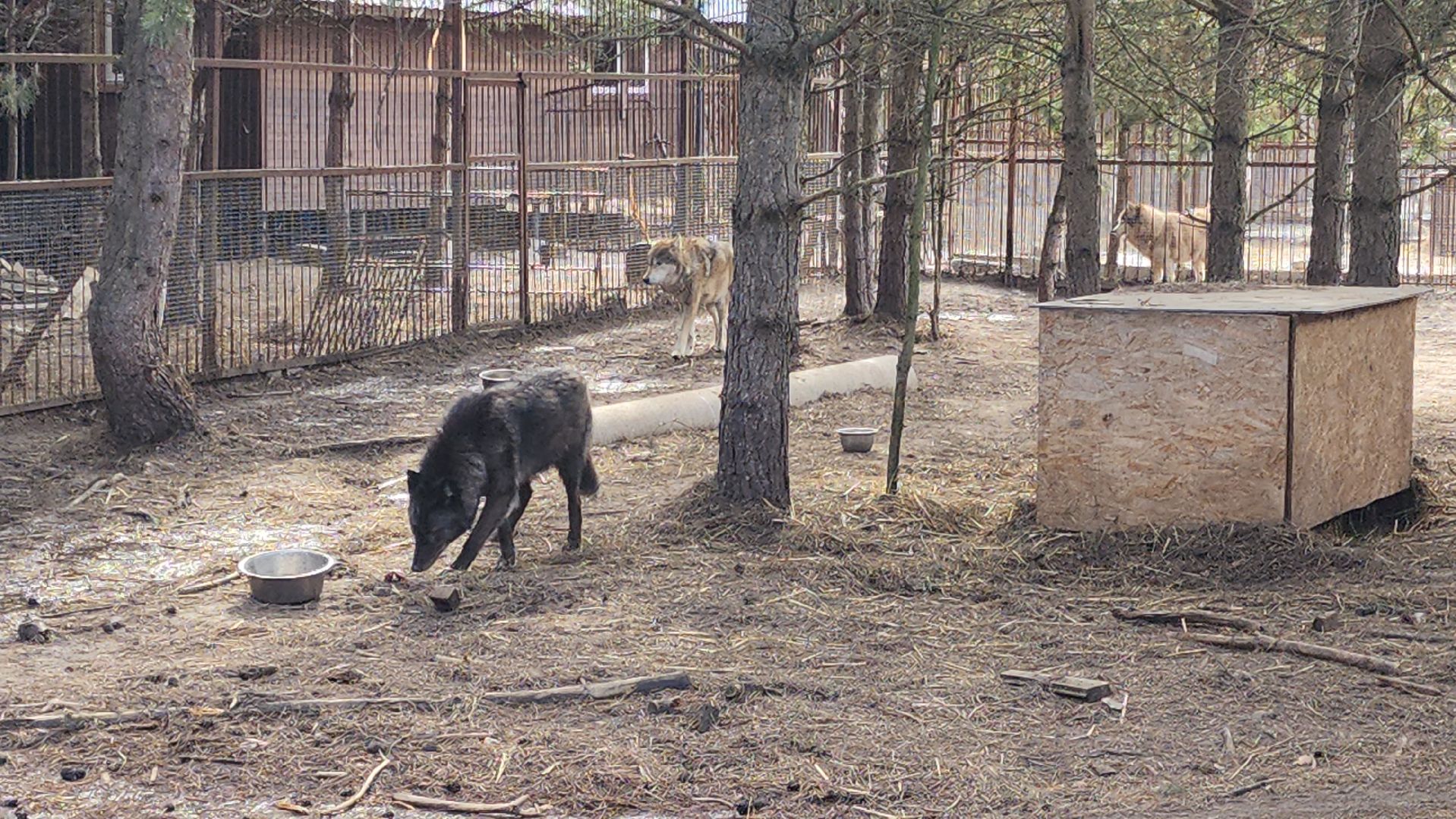 благотворительность, реабилитация, приют для животных,