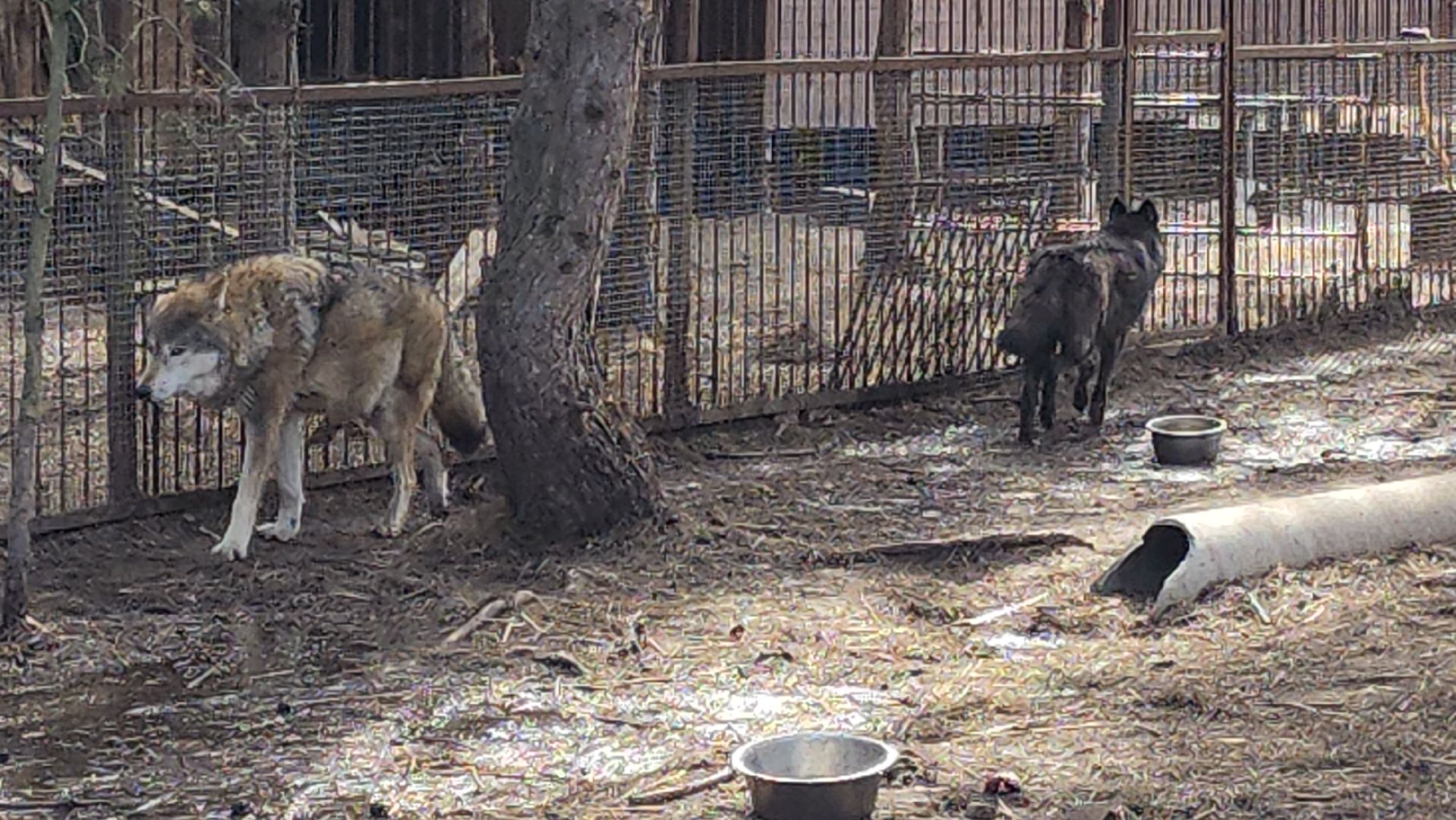 благотворительность, реабилитация, приют для животных,