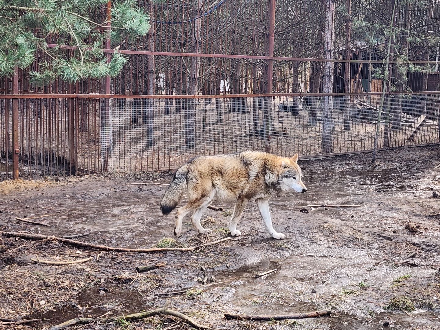 благотворительность, реабилитация, приют для животных,