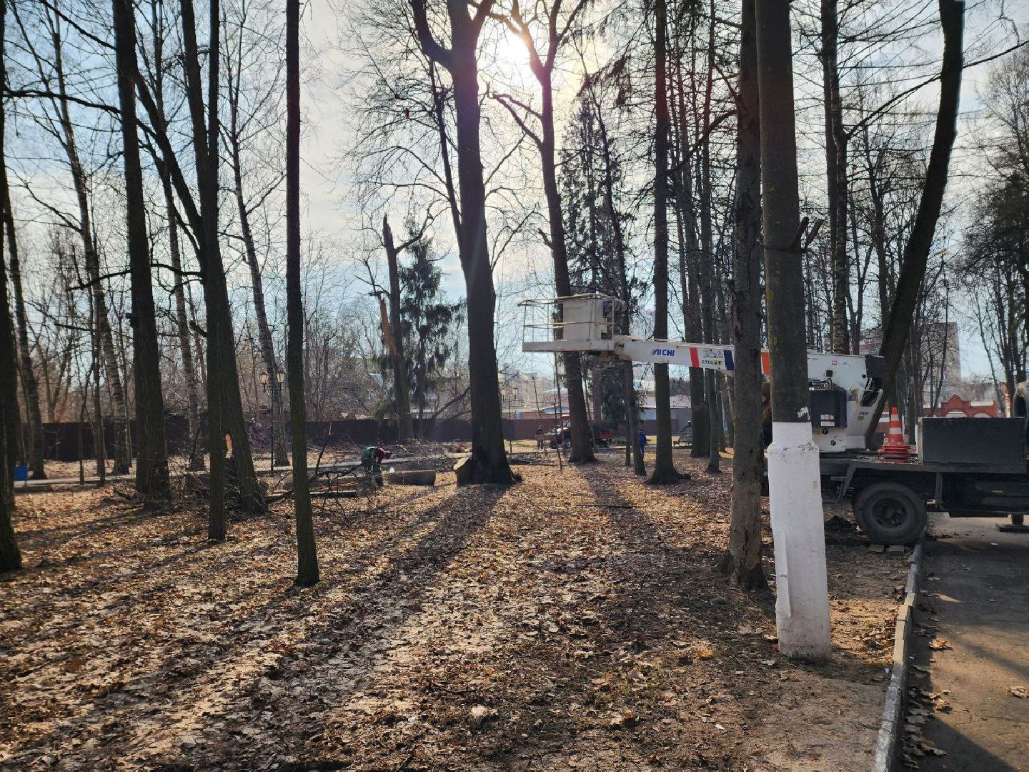 солнечногорск, сухостойные деревья, жители, рабочие, городской парк,