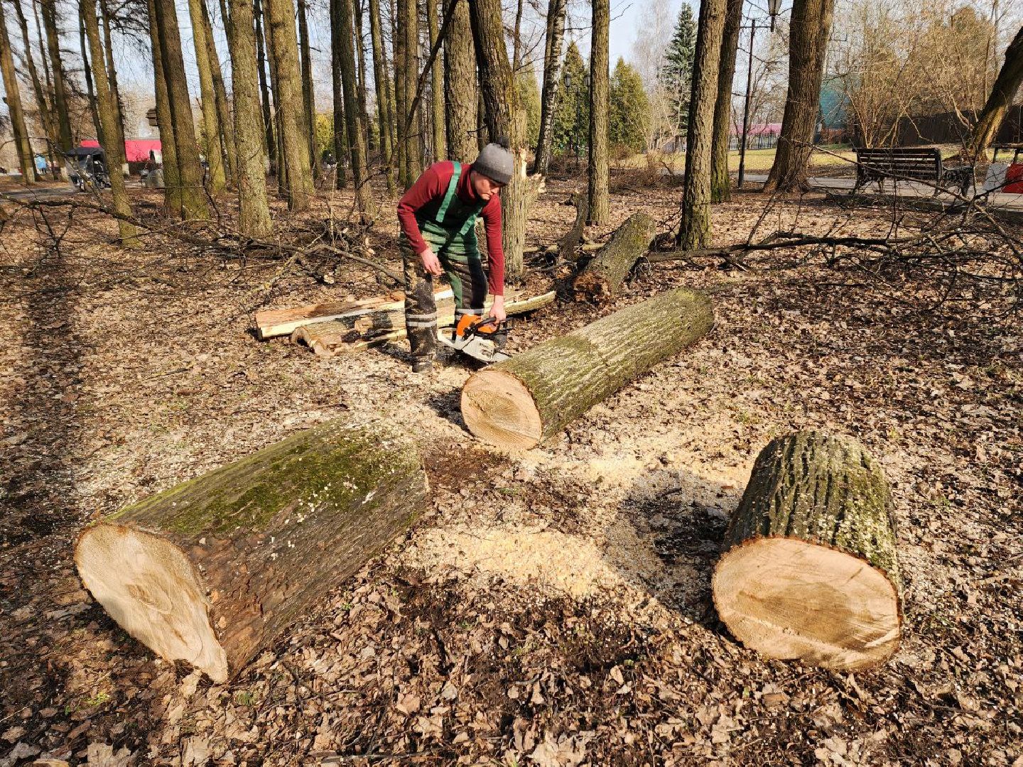 солнечногорск, сухостойные деревья, жители, рабочие, городской парк,