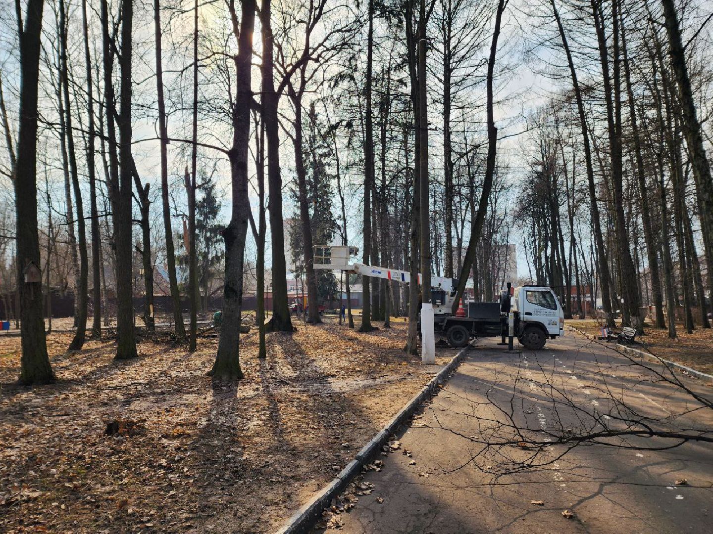 солнечногорск, сухостойные деревья, жители, рабочие, городской парк,