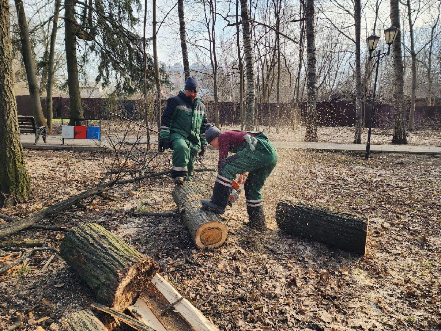 солнечногорск, сухостойные деревья, жители, рабочие, городской парк,