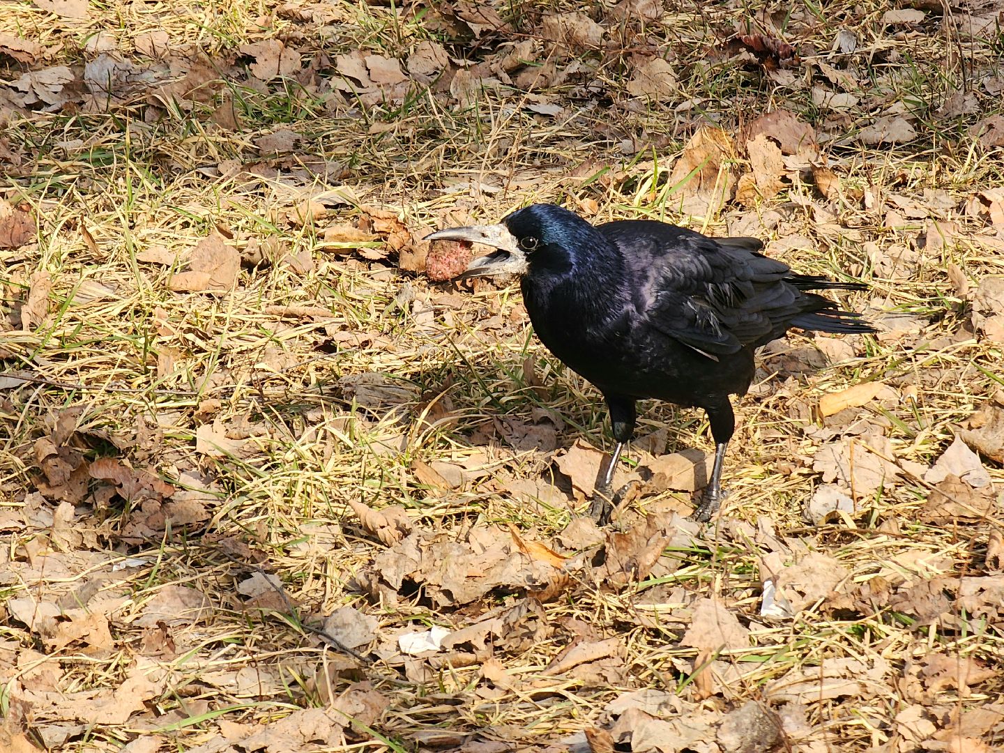 пущино, экология, серпухов, птицы, птицы подмосковья,
