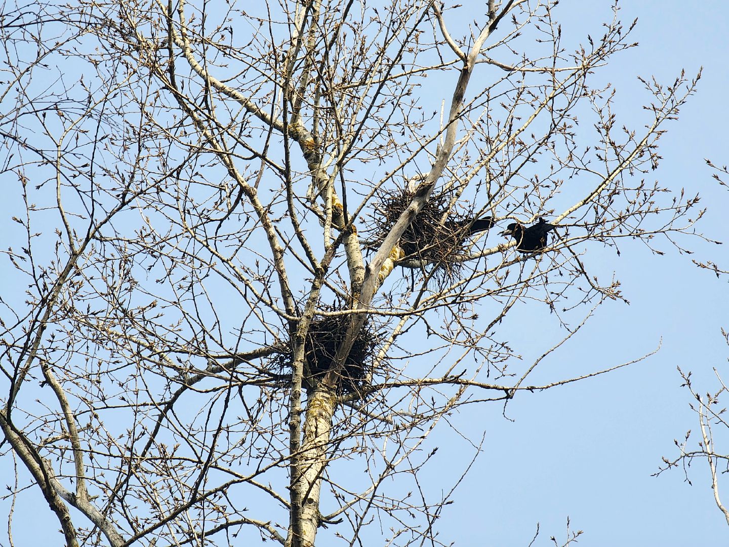 пущино, экология, серпухов, птицы, птицы подмосковья,