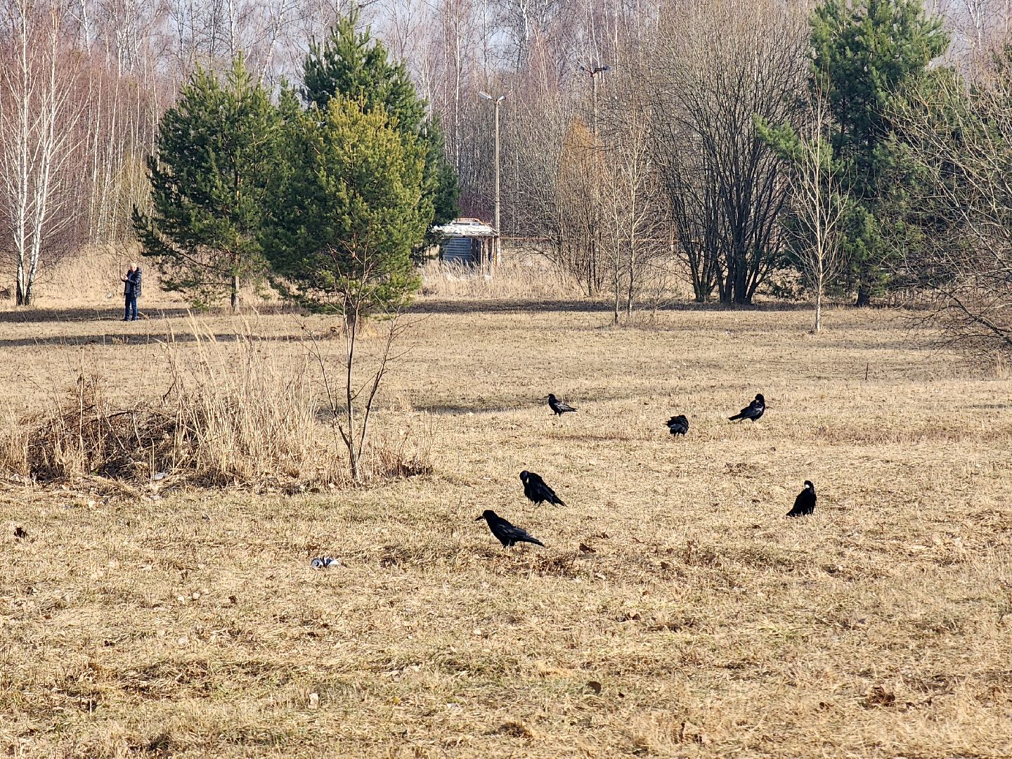 пущино, экология, серпухов, птицы, птицы подмосковья,