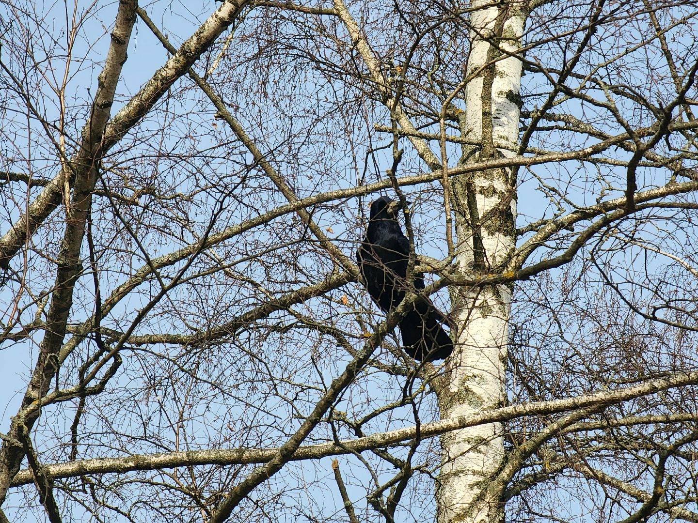 пущино, экология, серпухов, птицы, птицы подмосковья,