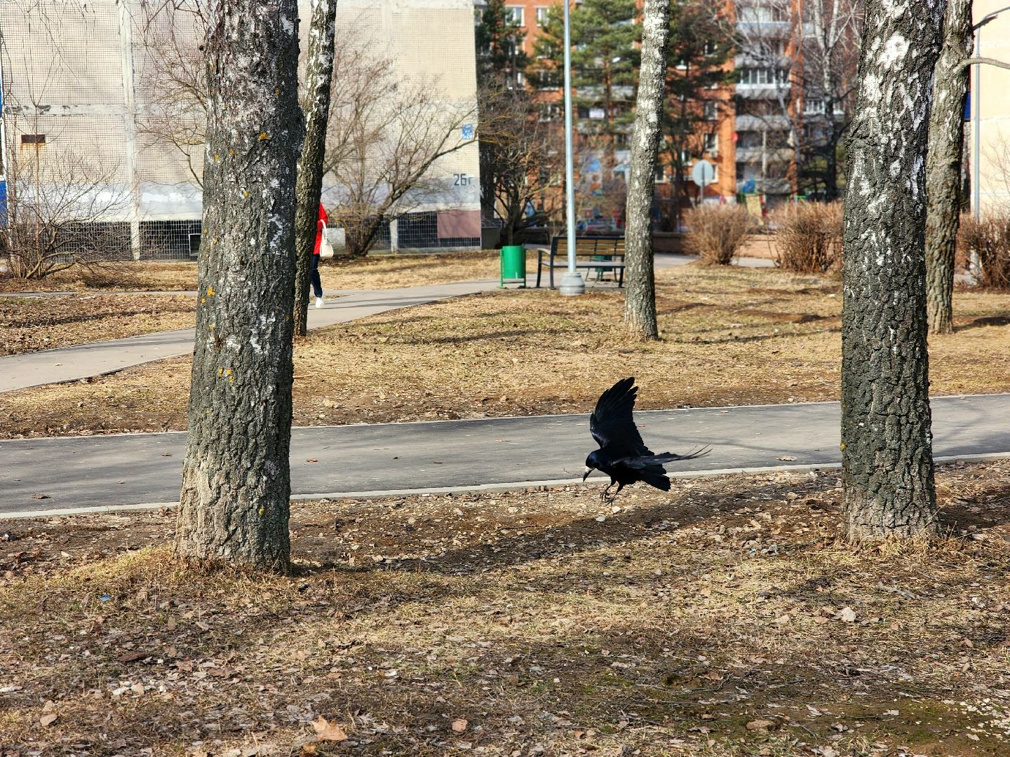 пущино, экология, серпухов, птицы, птицы подмосковья,