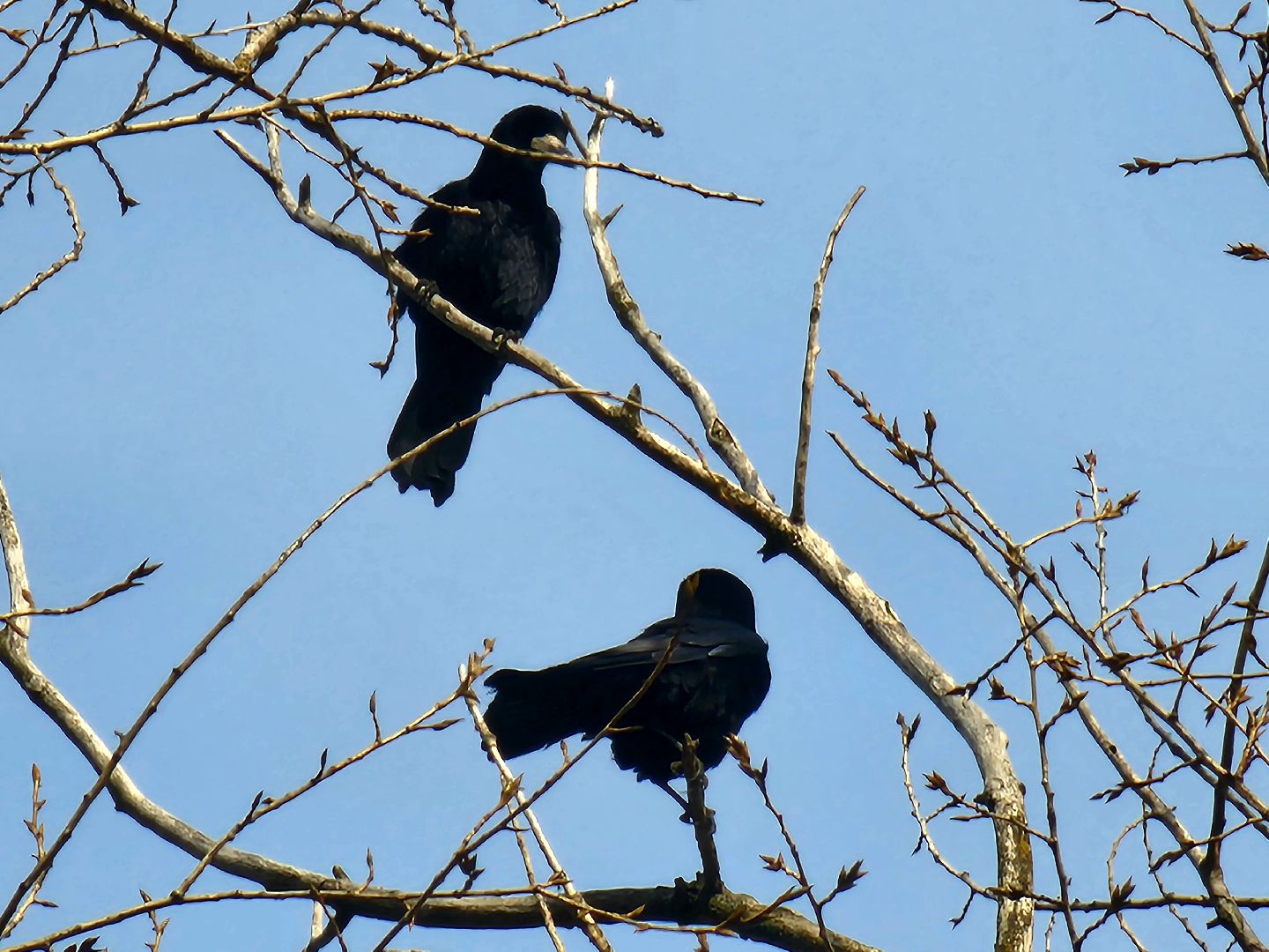 пущино, экология, серпухов, птицы, птицы подмосковья,