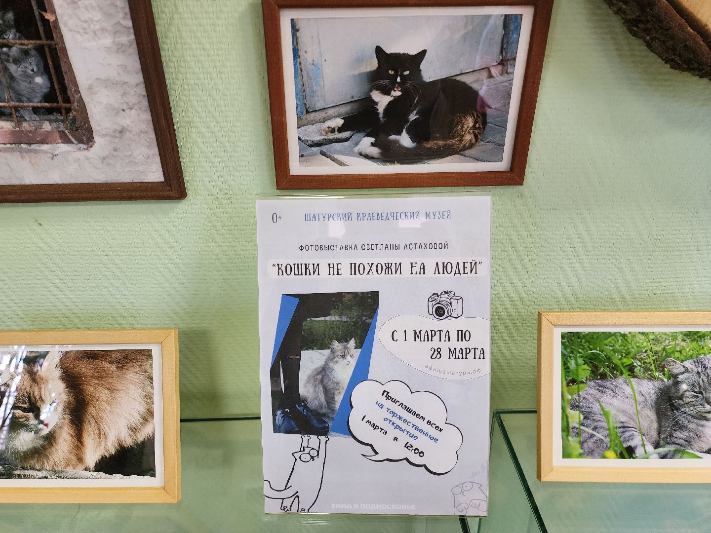 шатурский краеведческий музей, выставка, кошки,шатурский центр созвездие, ДШИ шатура,