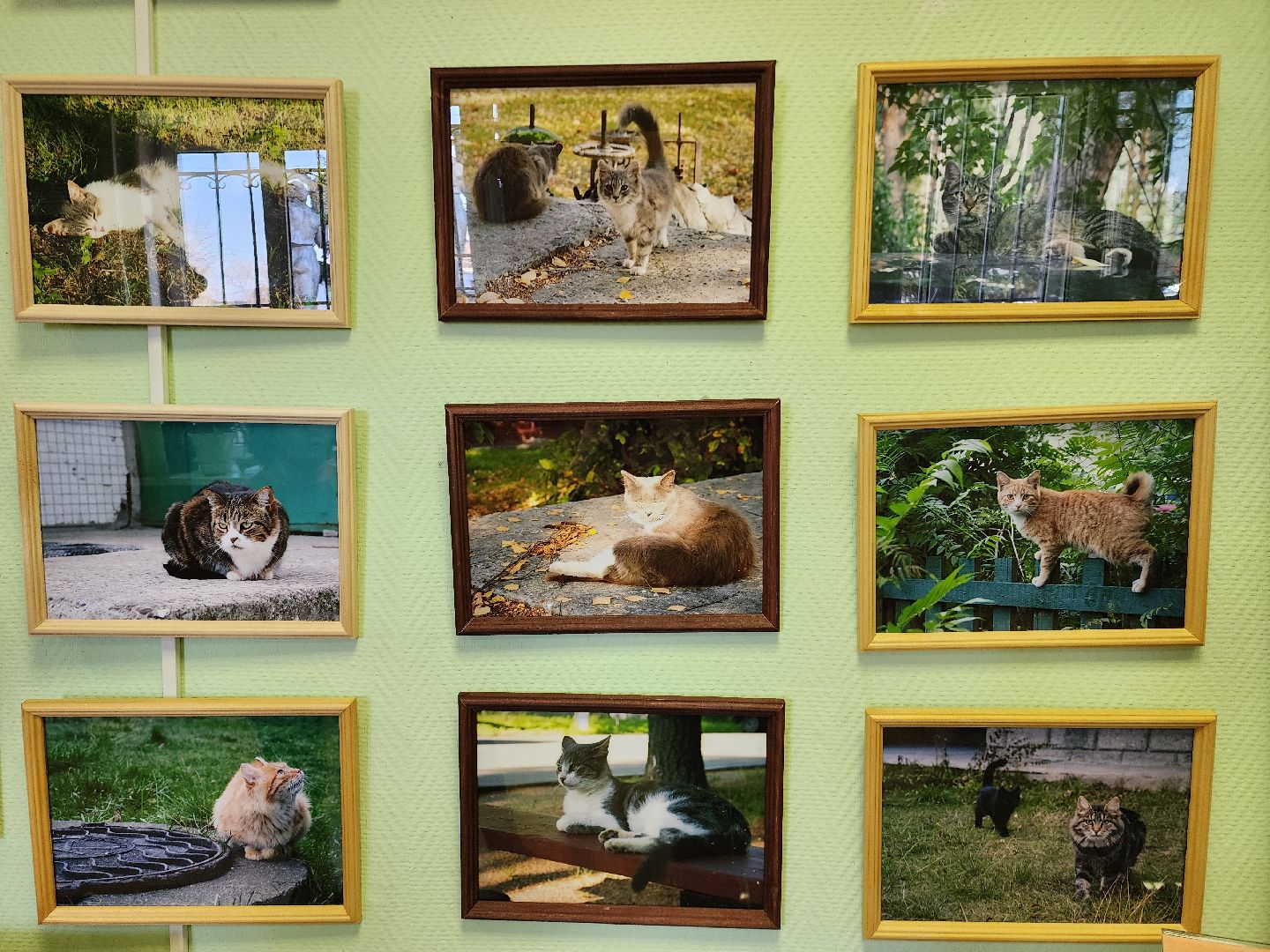 шатурский краеведческий музей, выставка, кошки,шатурский центр созвездие, ДШИ шатура,