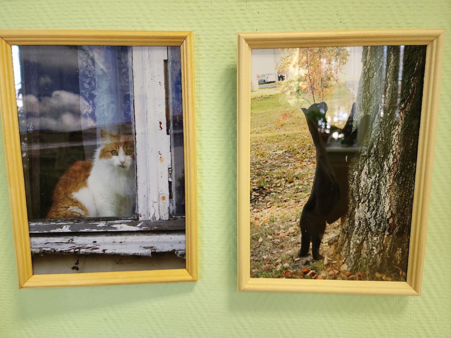 шатурский краеведческий музей, выставка, кошки,шатурский центр созвездие, ДШИ шатура,