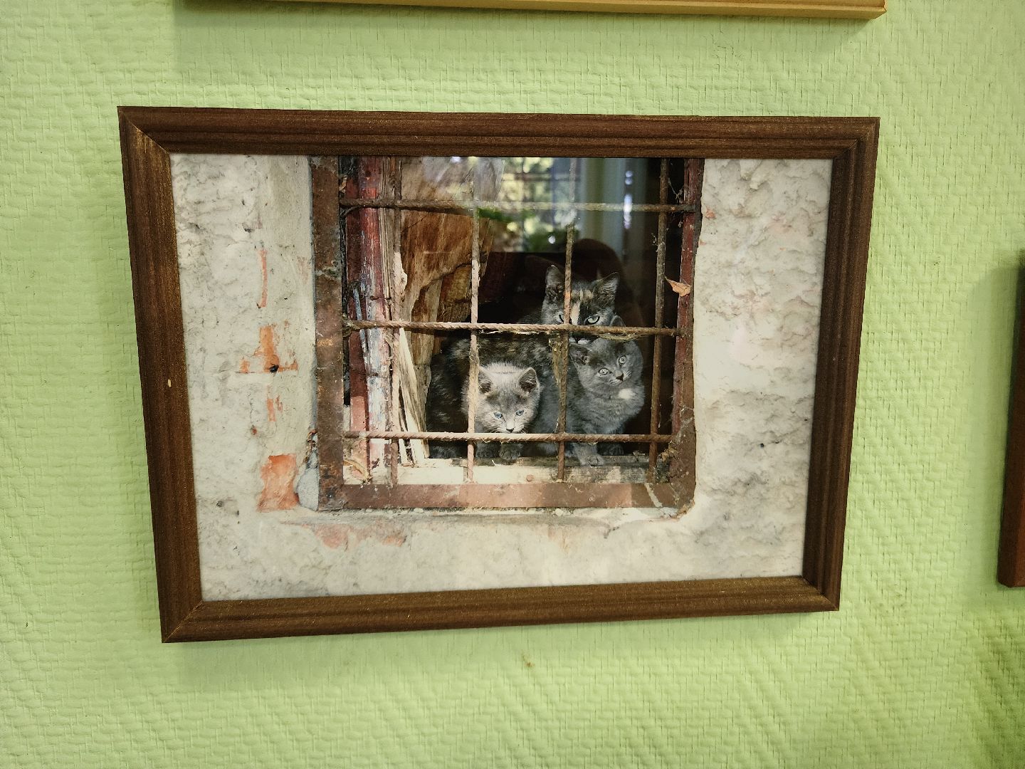 шатурский краеведческий музей, выставка, кошки,шатурский центр созвездие, ДШИ шатура,