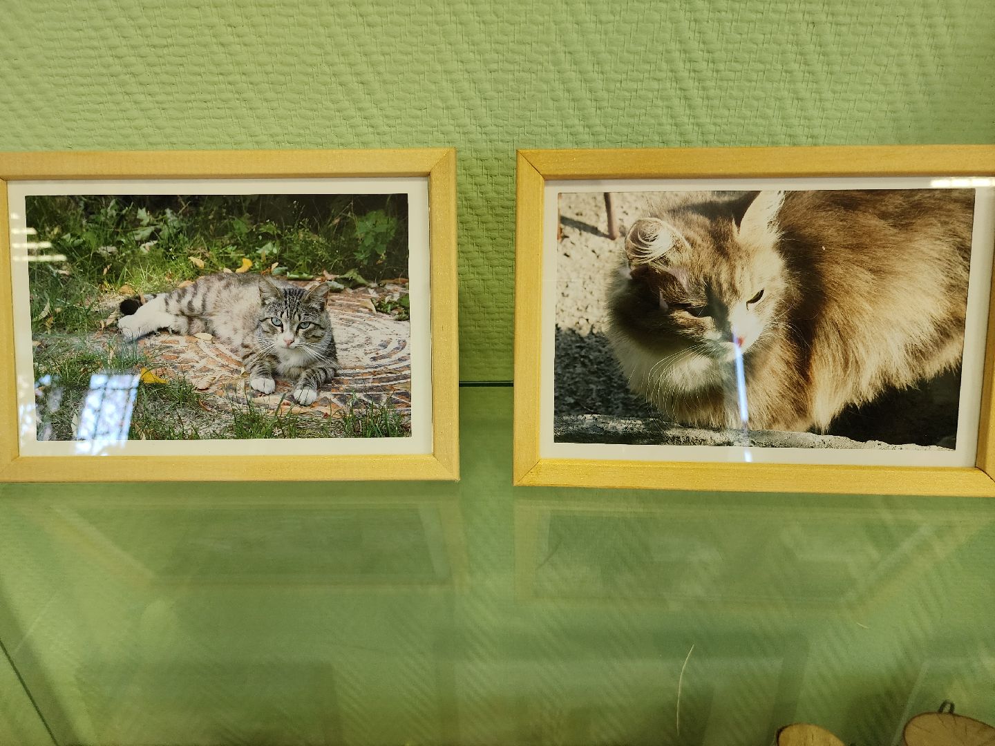 шатурский краеведческий музей, выставка, кошки,шатурский центр созвездие, ДШИ шатура,