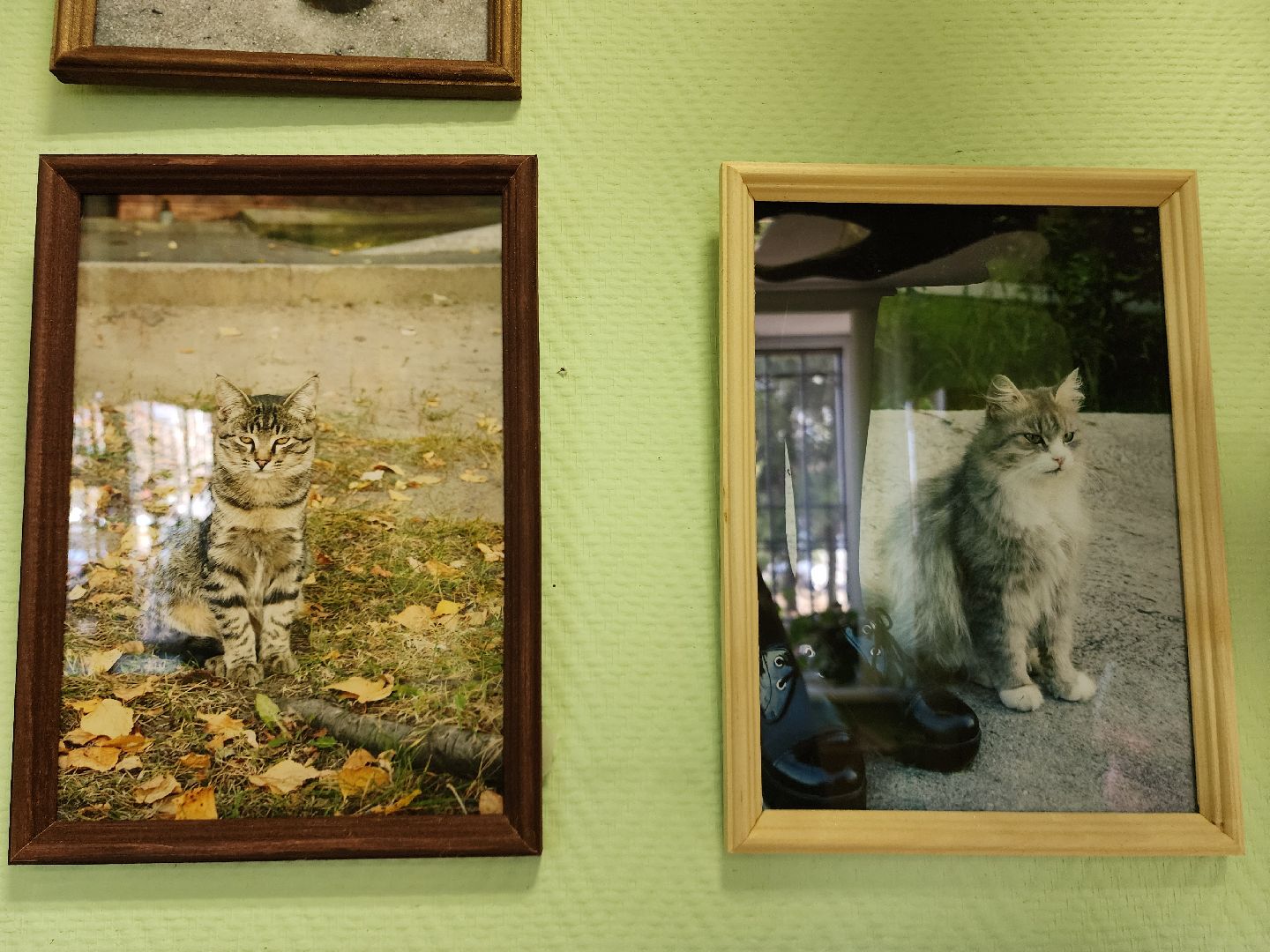 шатурский краеведческий музей, выставка, кошки,шатурский центр созвездие, ДШИ шатура,