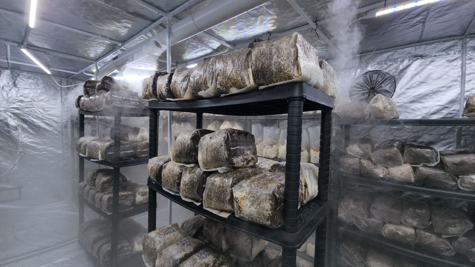 красногорск, сделано в подмосковье, грибы, импортозамещение,