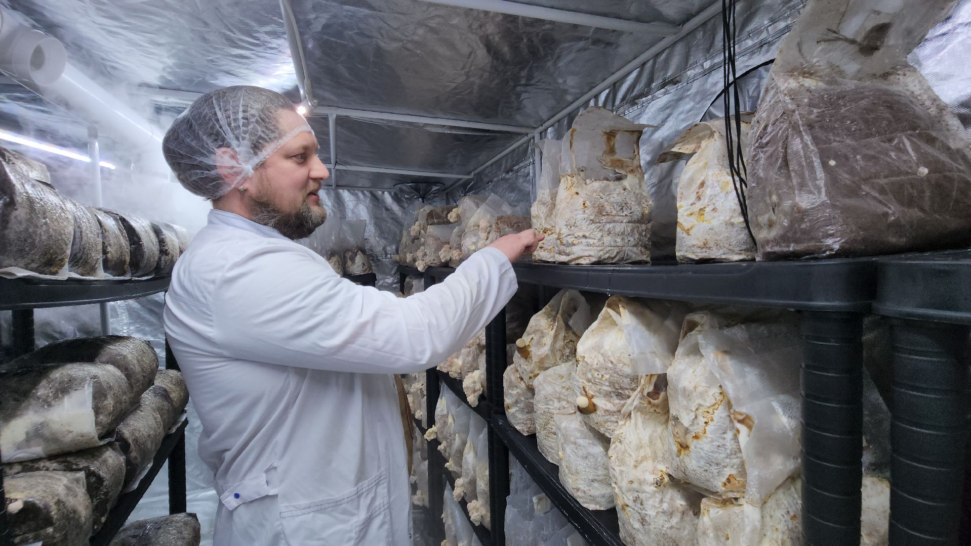 красногорск, сделано в подмосковье, грибы, импортозамещение,