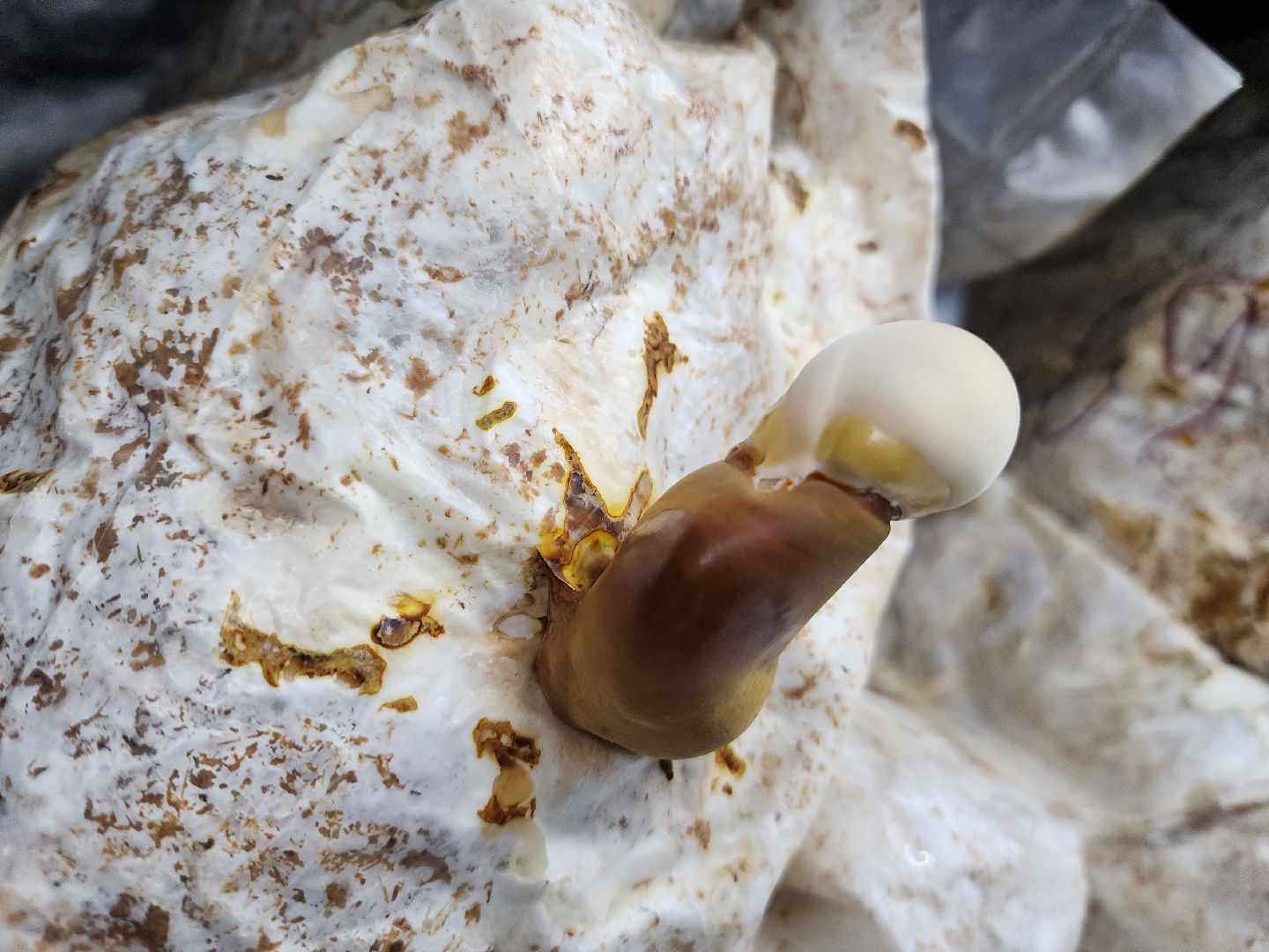 красногорск, сделано в подмосковье, грибы, импортозамещение,