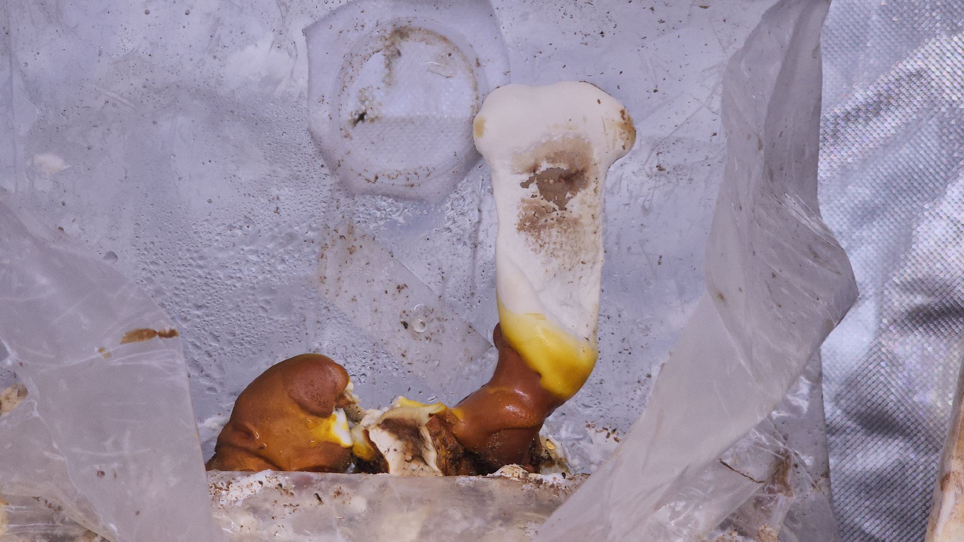 красногорск, сделано в подмосковье, грибы, импортозамещение,